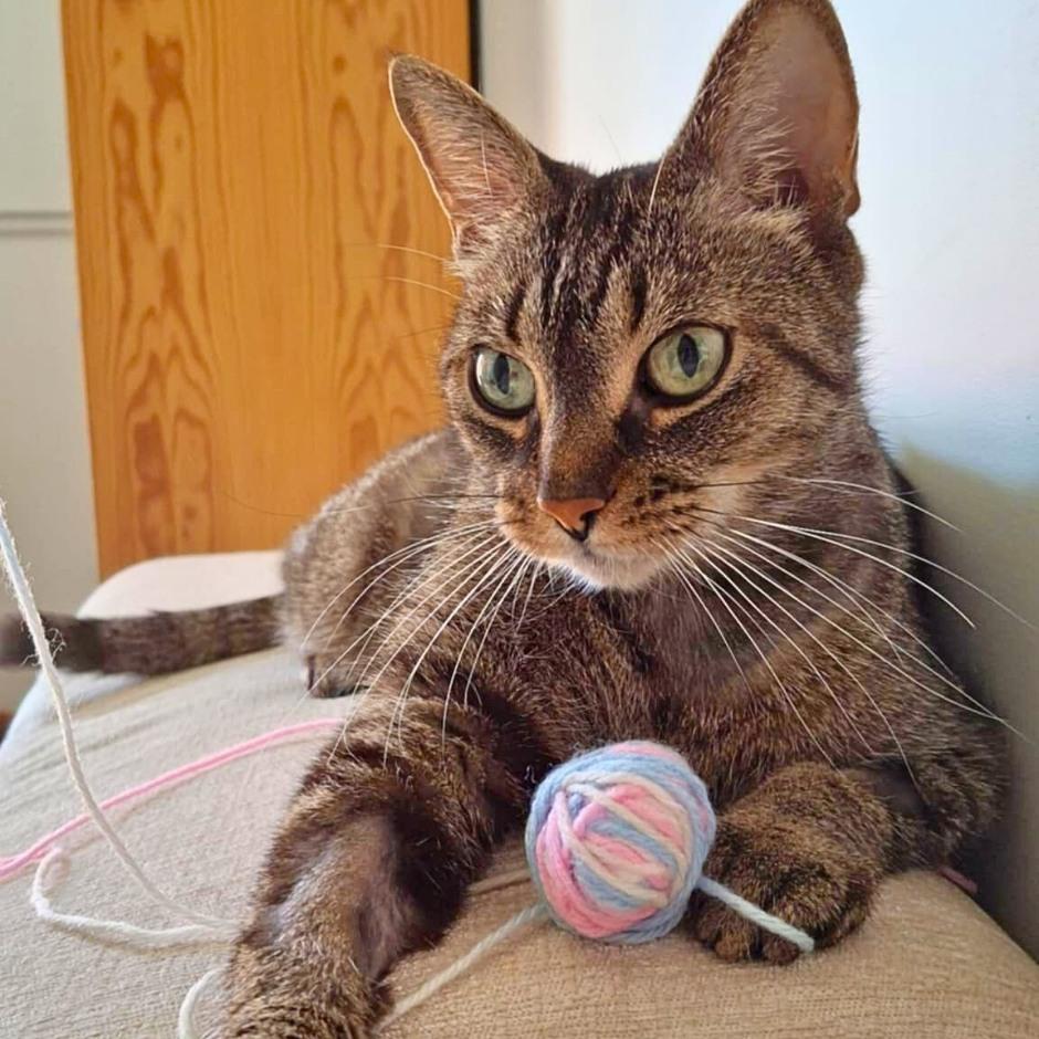 Octavia, a Adoptable mixed breed in Montréal, QC image 4/5