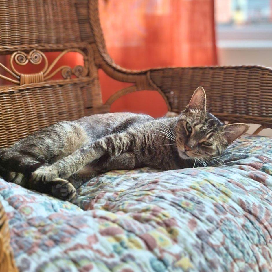 Octavia, a Adoptable mixed breed in Montréal, QC image 5/5