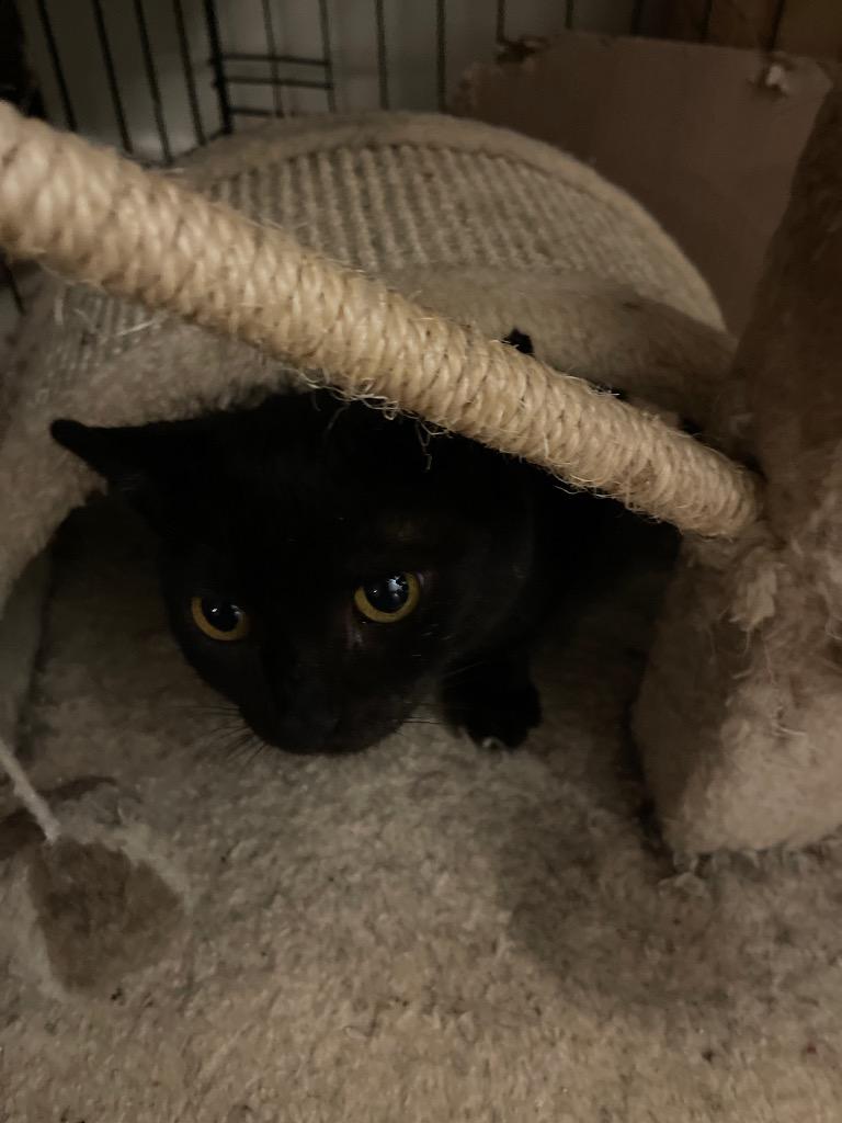 Miss Mew, Adopted, Adult Female Domestic Short Hair.