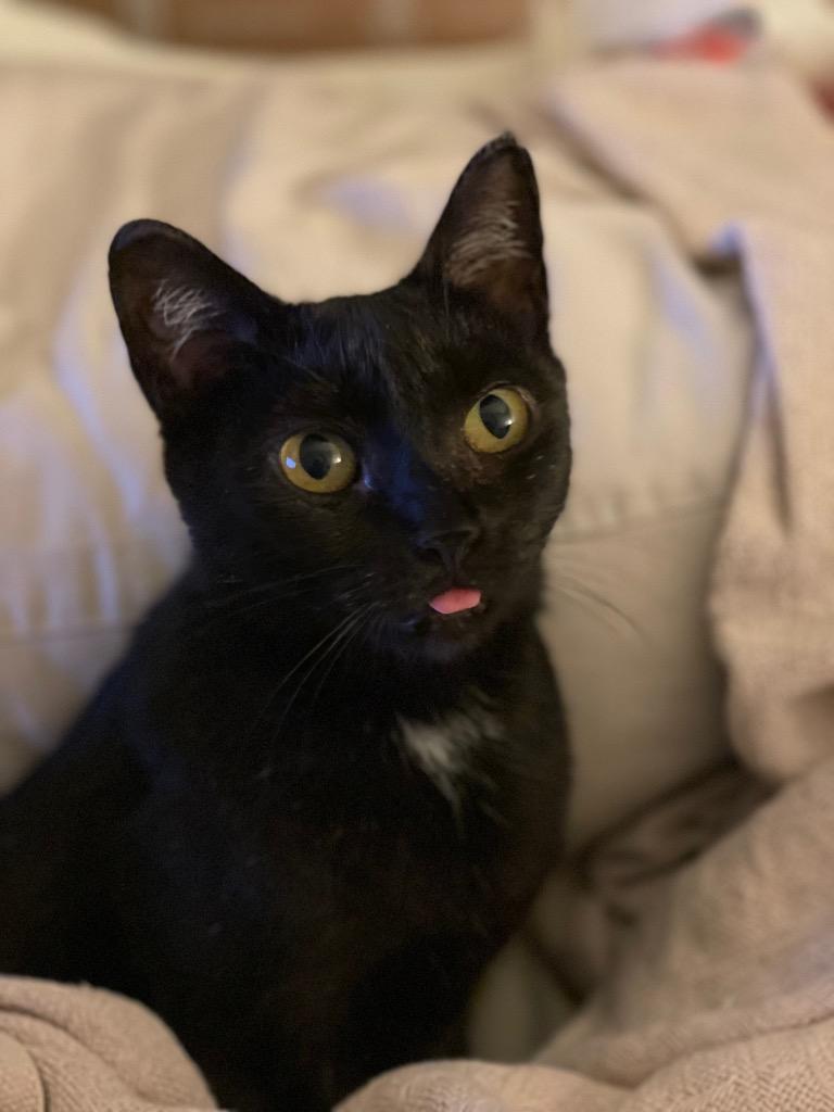 Enlarge Miss Mew, a Adopted mixed breed in Brainardsville, NY image 2/2