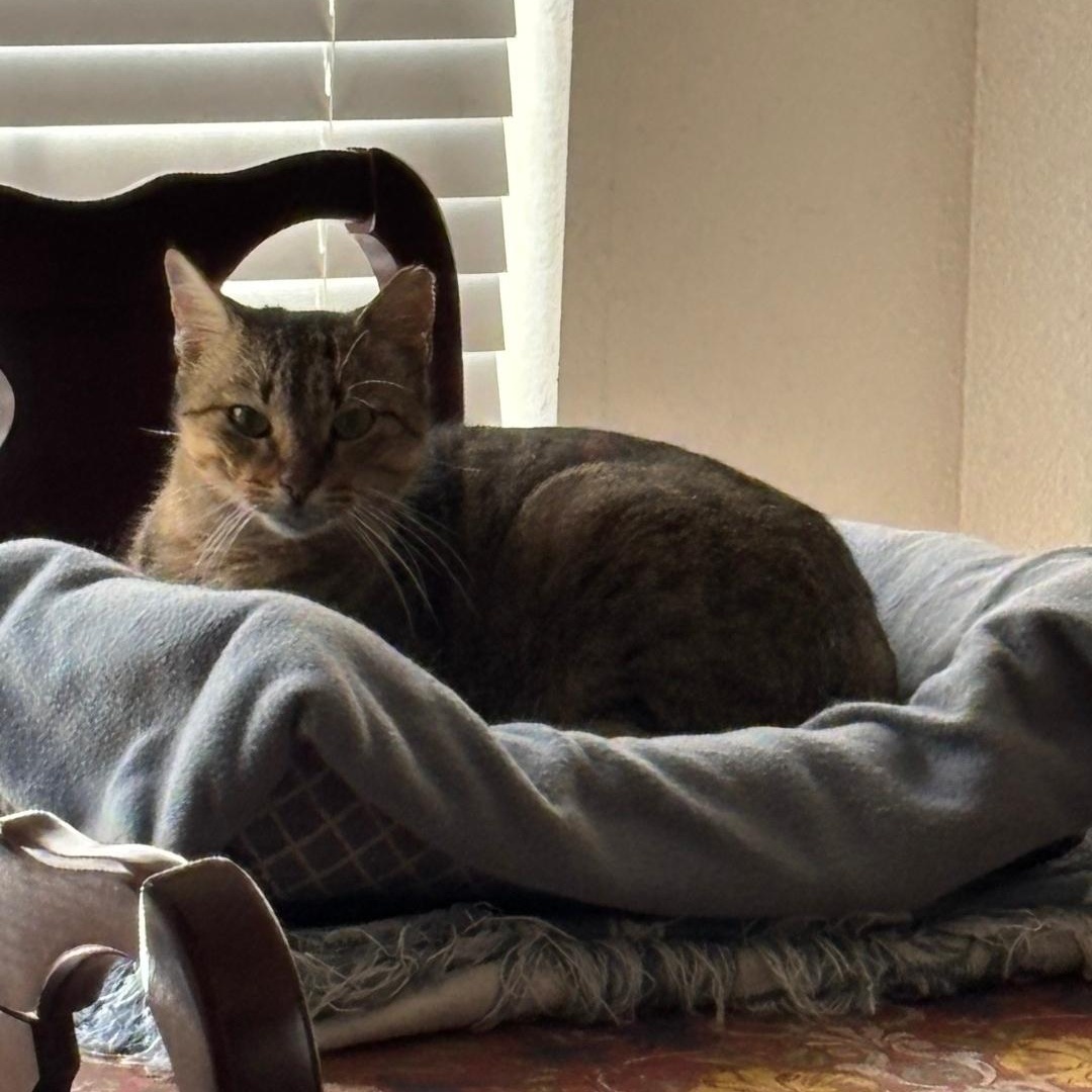 Enlarge Pumpkin Pie, a ADOPTABLE mixed breed in Magnolia, TX image 2/2