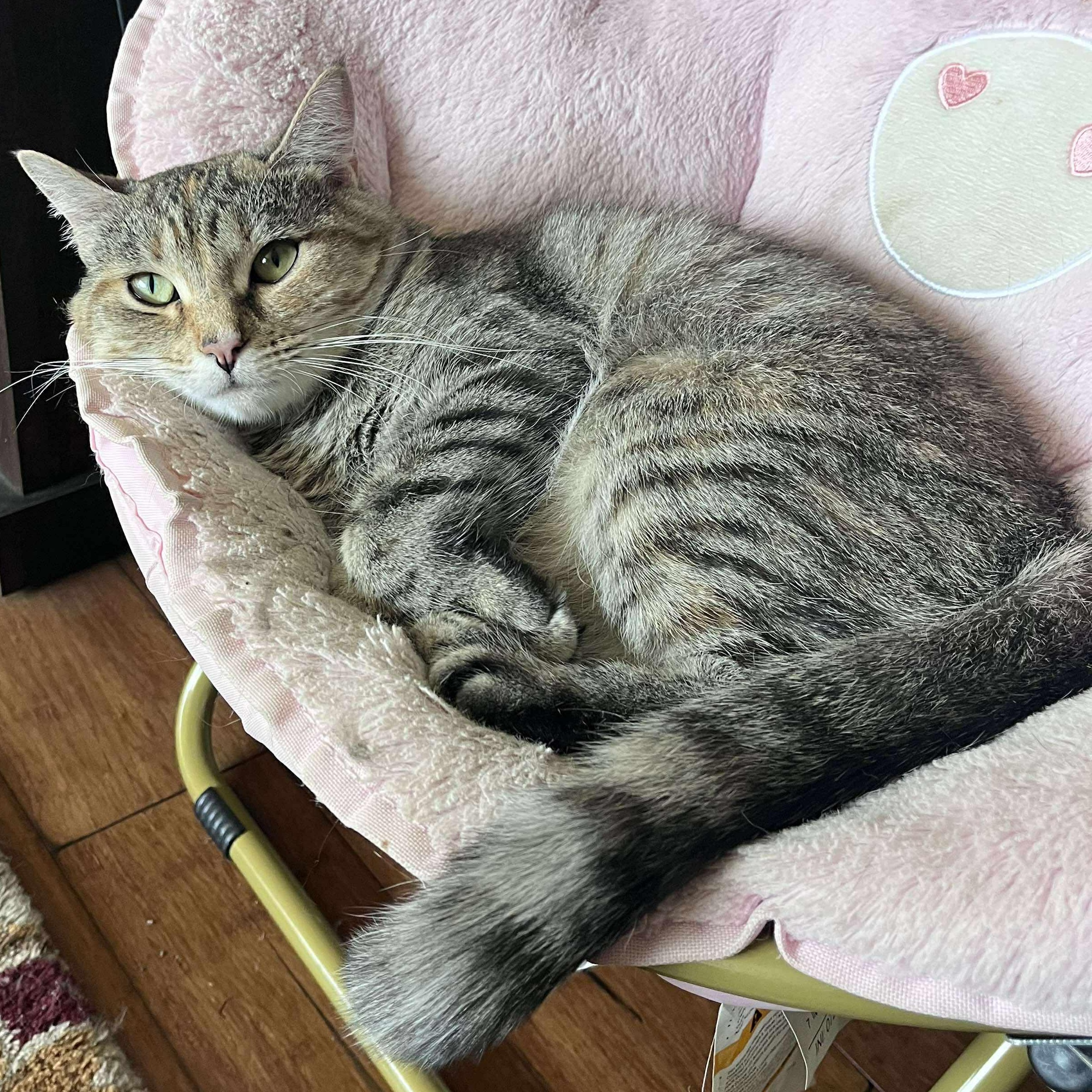 Tweety, ADOPTABLE, Adult Female Domestic Short Hair.