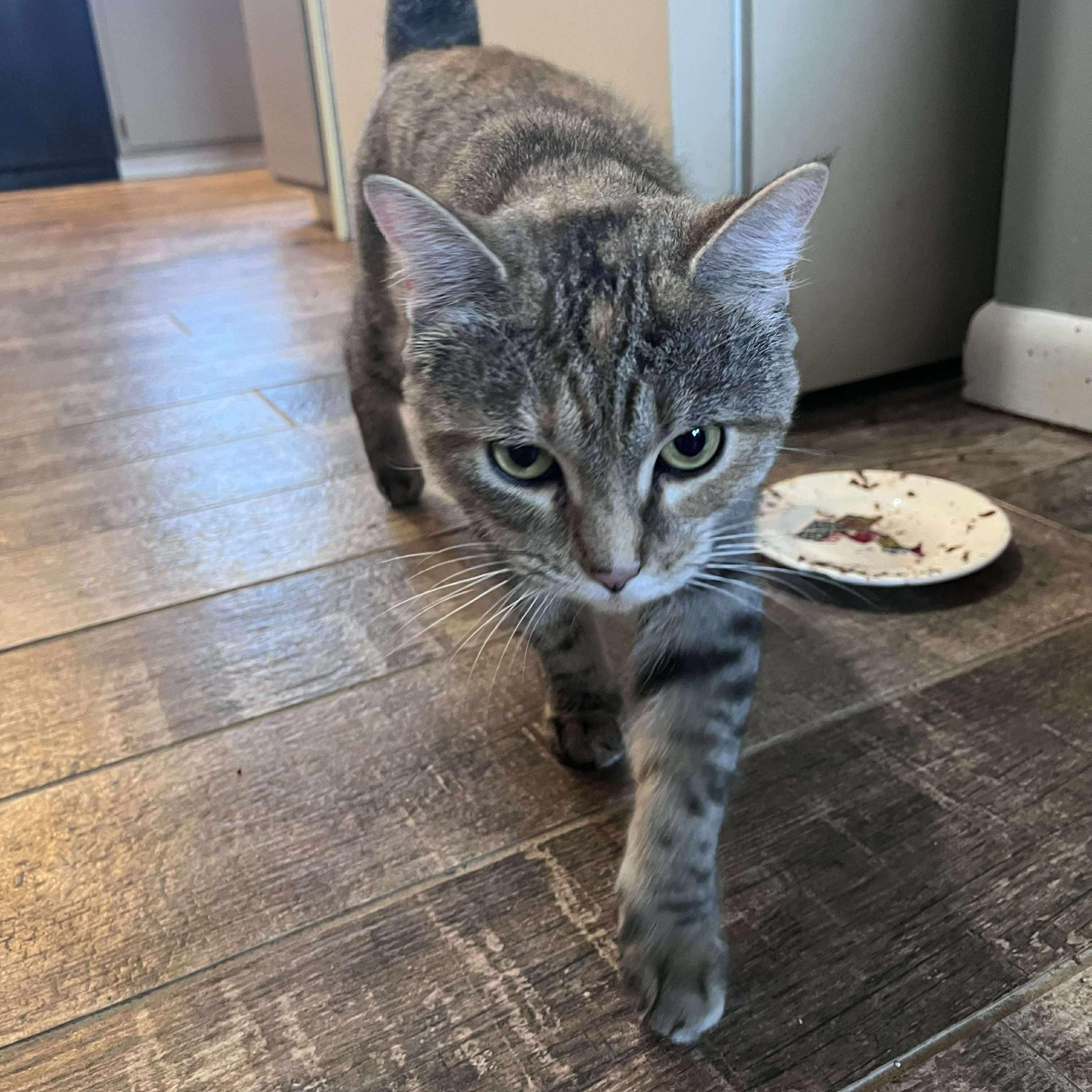 Tweety, a ADOPTABLE Domestic Short Hair in Fair Haven, VT image 2/5