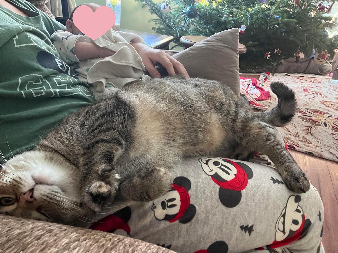 Tweety, a ADOPTABLE Domestic Short Hair in Fair Haven, VT image 3/5