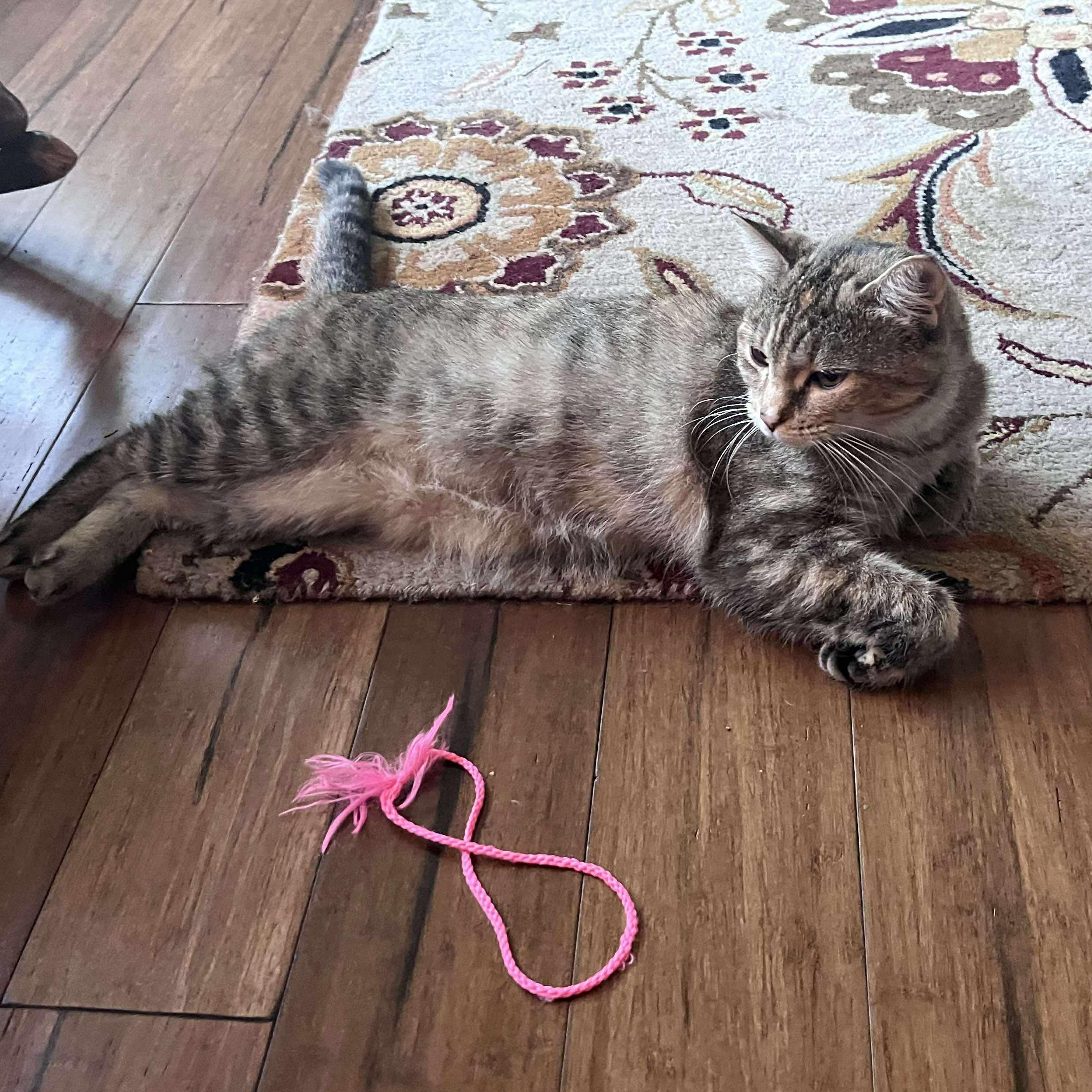 Tweety, a ADOPTABLE Domestic Short Hair in Fair Haven, VT image 4/5