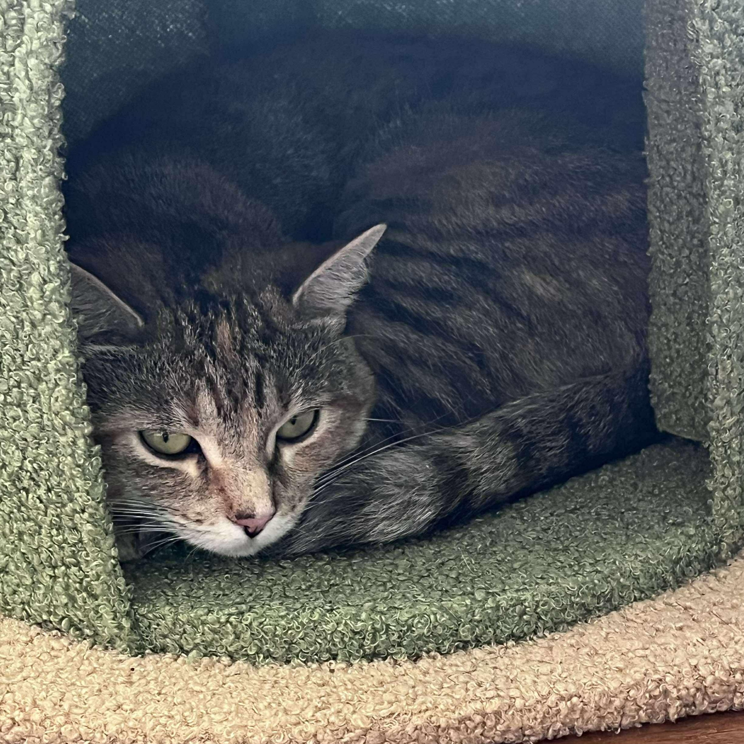 Tweety, a ADOPTABLE Domestic Short Hair in Fair Haven, VT image 5/5