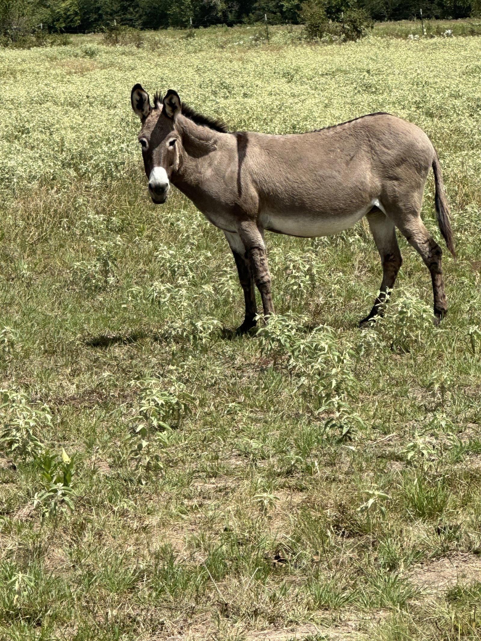 Lucy, Adopted, Adult Female Donkey.