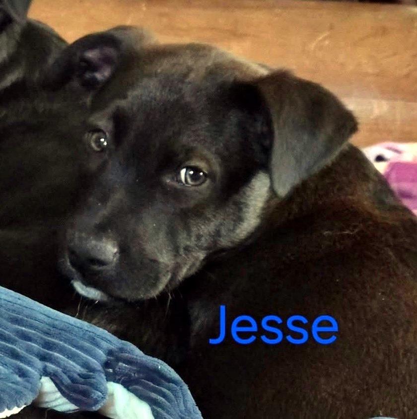 Jesse, Adoptable, Puppy Male Terrier & German Shepherd Dog.
