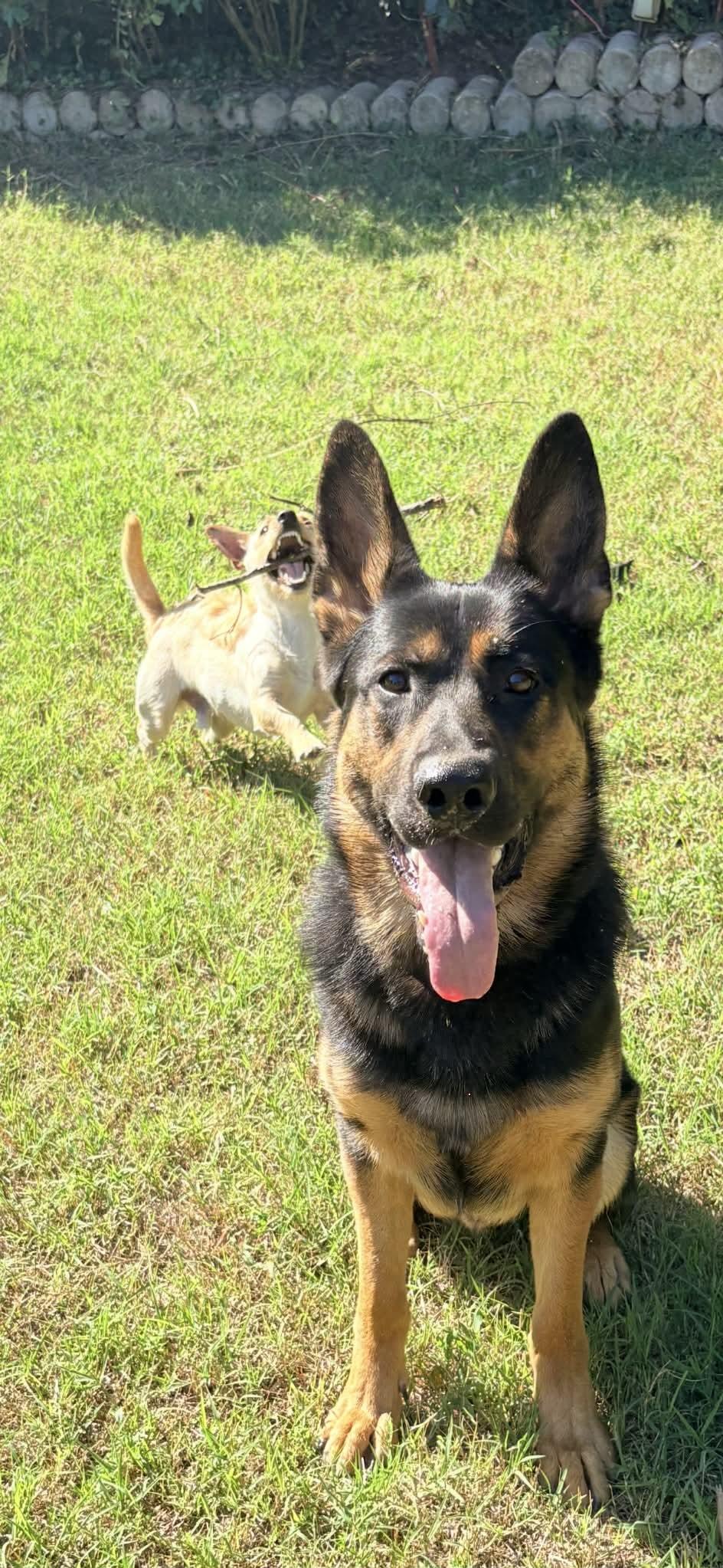 Enlarge Gunner (courtesy post), an adoptable mixed breed in Ellicott City, MD image 3/4