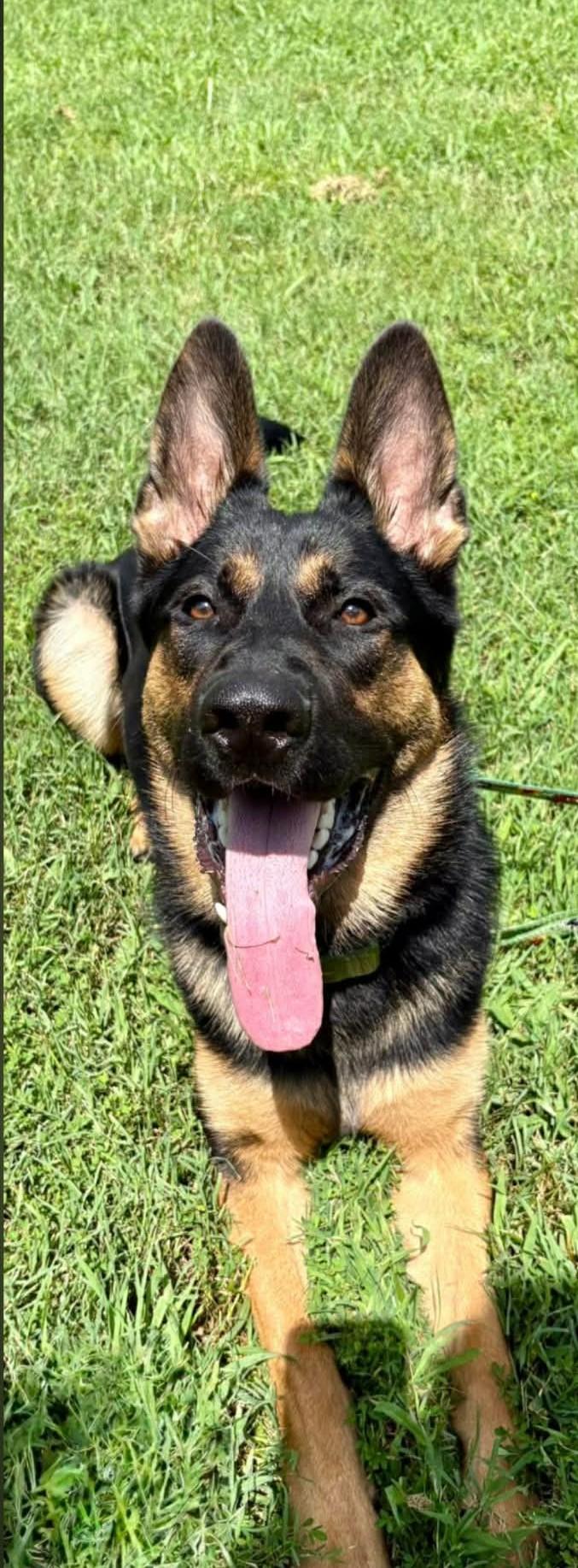 Enlarge Gunner (courtesy post), an adoptable mixed breed in Ellicott City, MD image 1/4