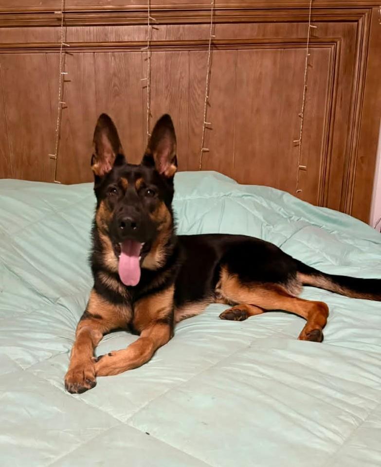 Enlarge Gunner (courtesy post), an adoptable mixed breed in Ellicott City, MD image 4/4