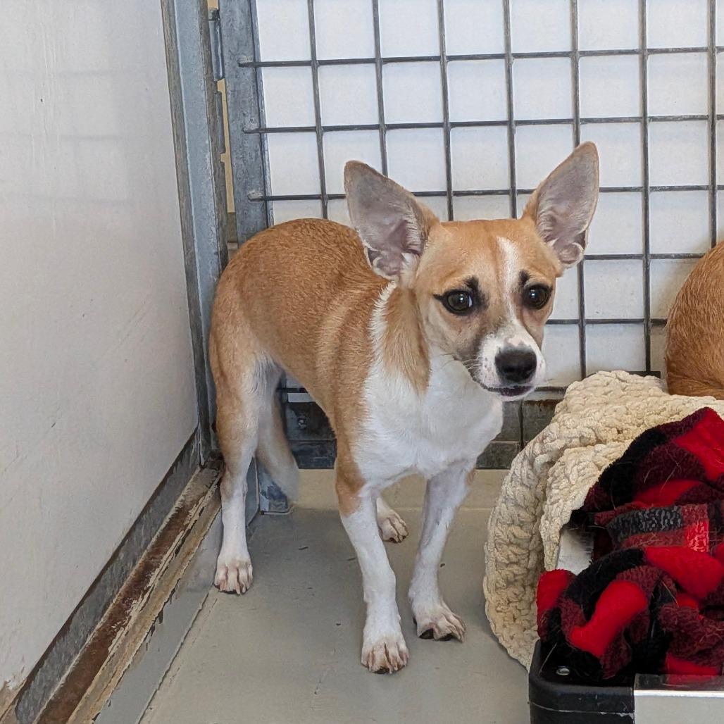 Storm, Adoptable, Young Female Jack Russell Terrier.
