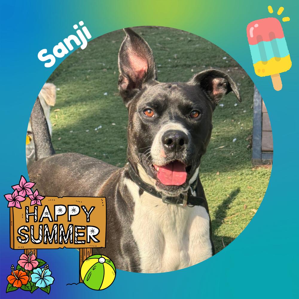 Enlarge Sanji, a Adoptable mixed breed in Elkhart , IN image 1/6