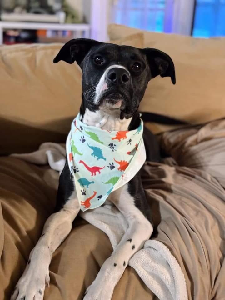 Sanji, Adoptable, Adult Male Mixed Breed.