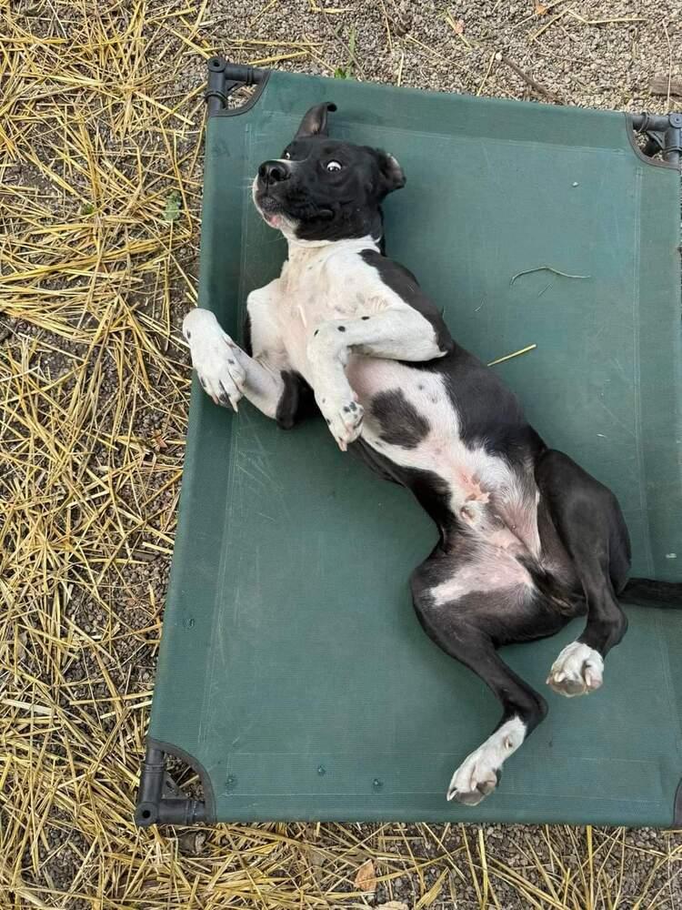 Enlarge Sanji, a Adoptable mixed breed in Elkhart , IN image 2/5