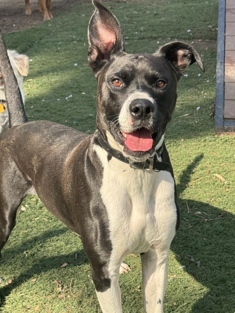 Enlarge Sanji, a Adoptable mixed breed in Elkhart , IN image 3/5