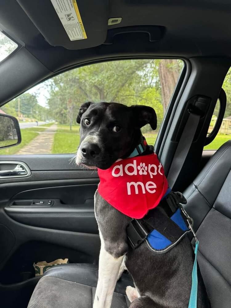 Enlarge Sanji, a Adoptable mixed breed in Elkhart , IN image 4/5