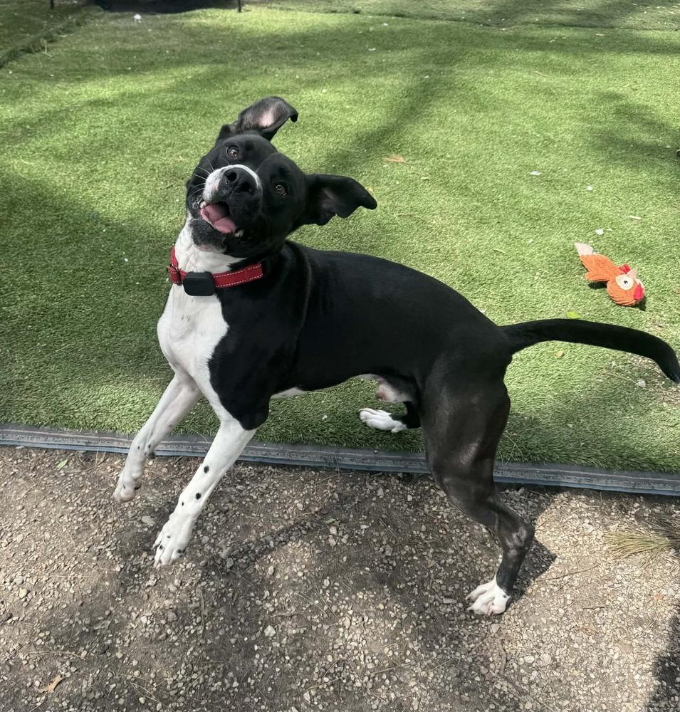 Enlarge Sanji, a Adoptable mixed breed in Elkhart , IN image 5/6