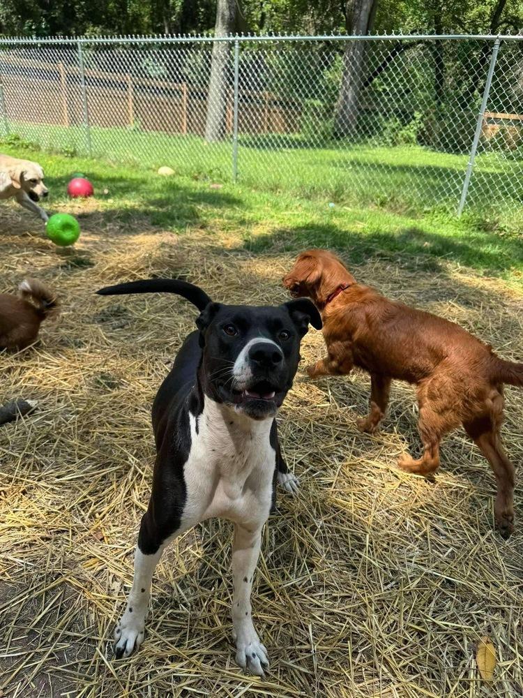 Enlarge Sanji, a Adoptable mixed breed in Elkhart , IN image 5/5