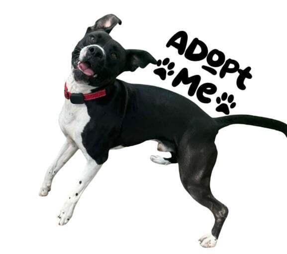 Enlarge Sanji, a Adoptable mixed breed in Elkhart , IN image 6/6