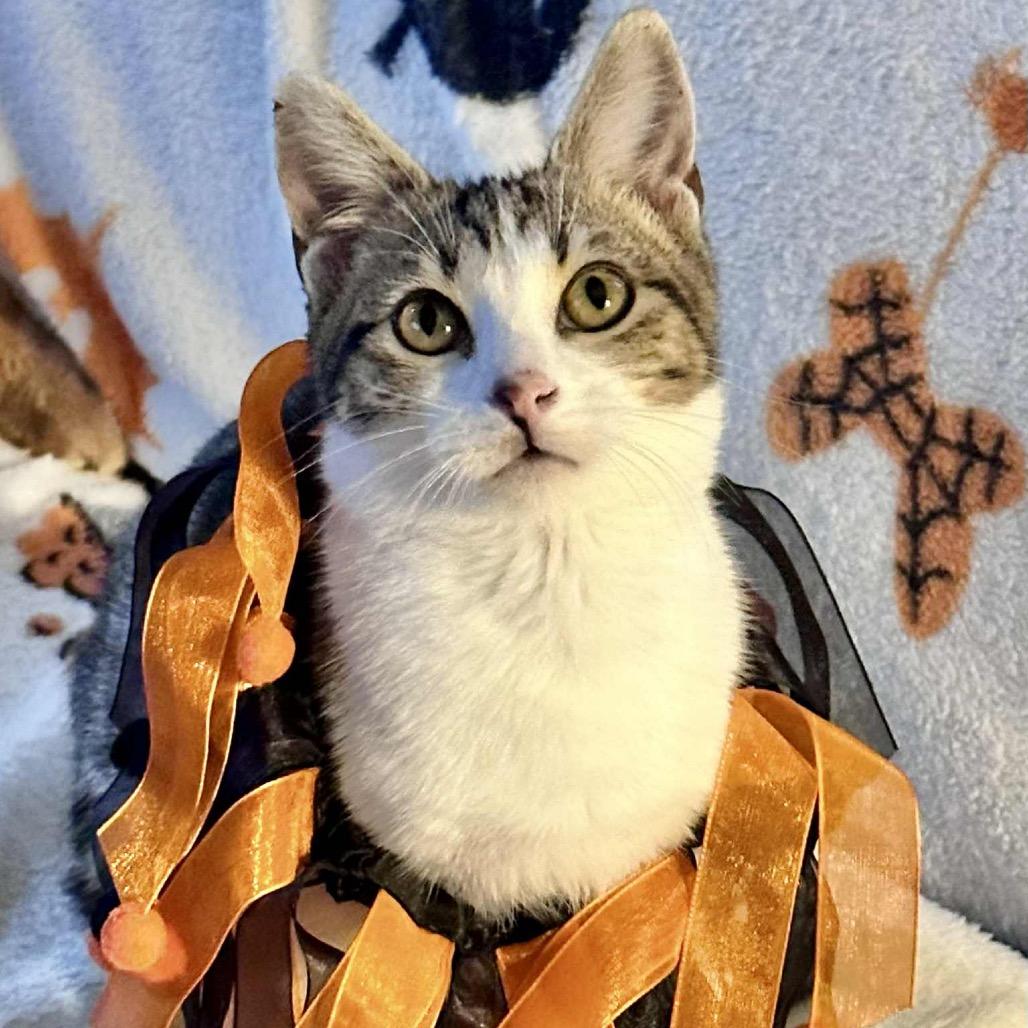 Enlarge Hope (diaper baby), a Adoptable Domestic Short Hair in Sun Prairie , WI image 6/6