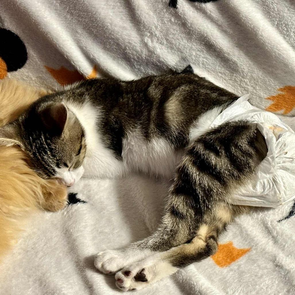 Enlarge Hope (diaper baby), a Adoptable Domestic Short Hair in Sun Prairie , WI image 4/6