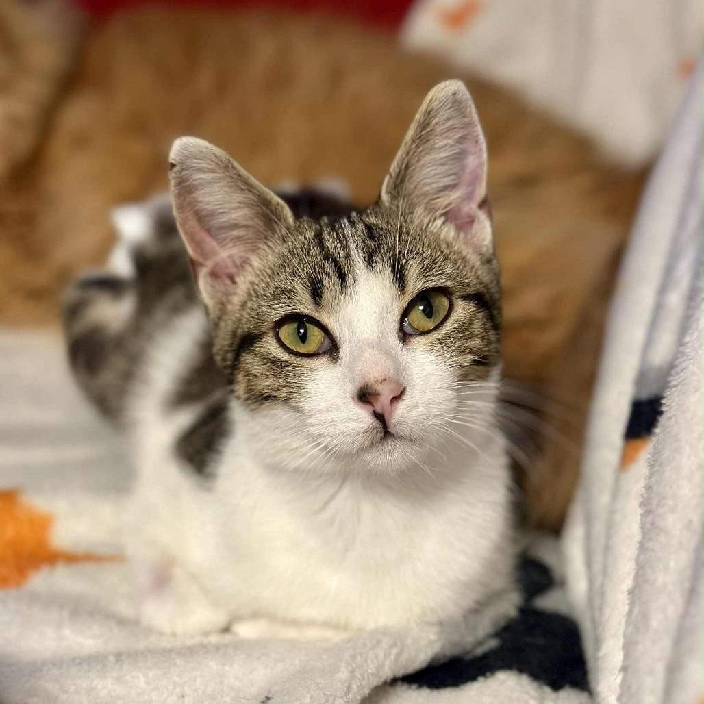 Enlarge Hope (diaper baby), a Adoptable Domestic Short Hair in Sun Prairie , WI image 1/6
