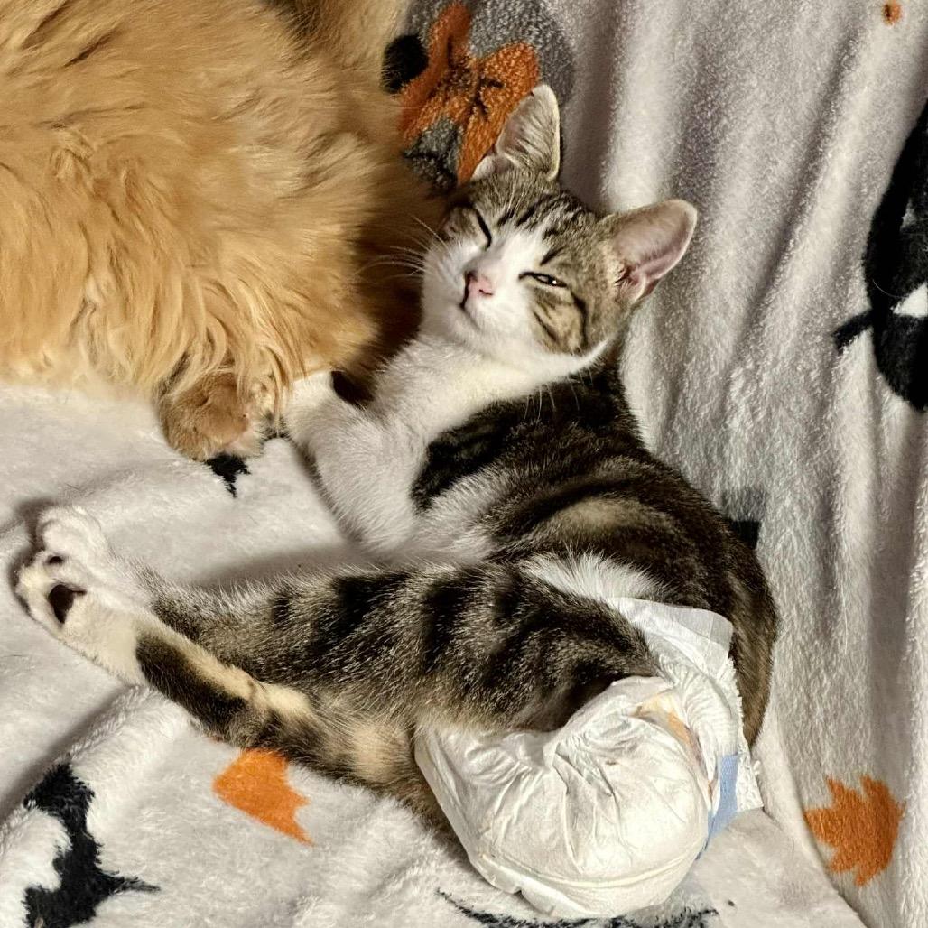 Enlarge Hope (diaper baby), a Adoptable Domestic Short Hair in Sun Prairie , WI image 3/6