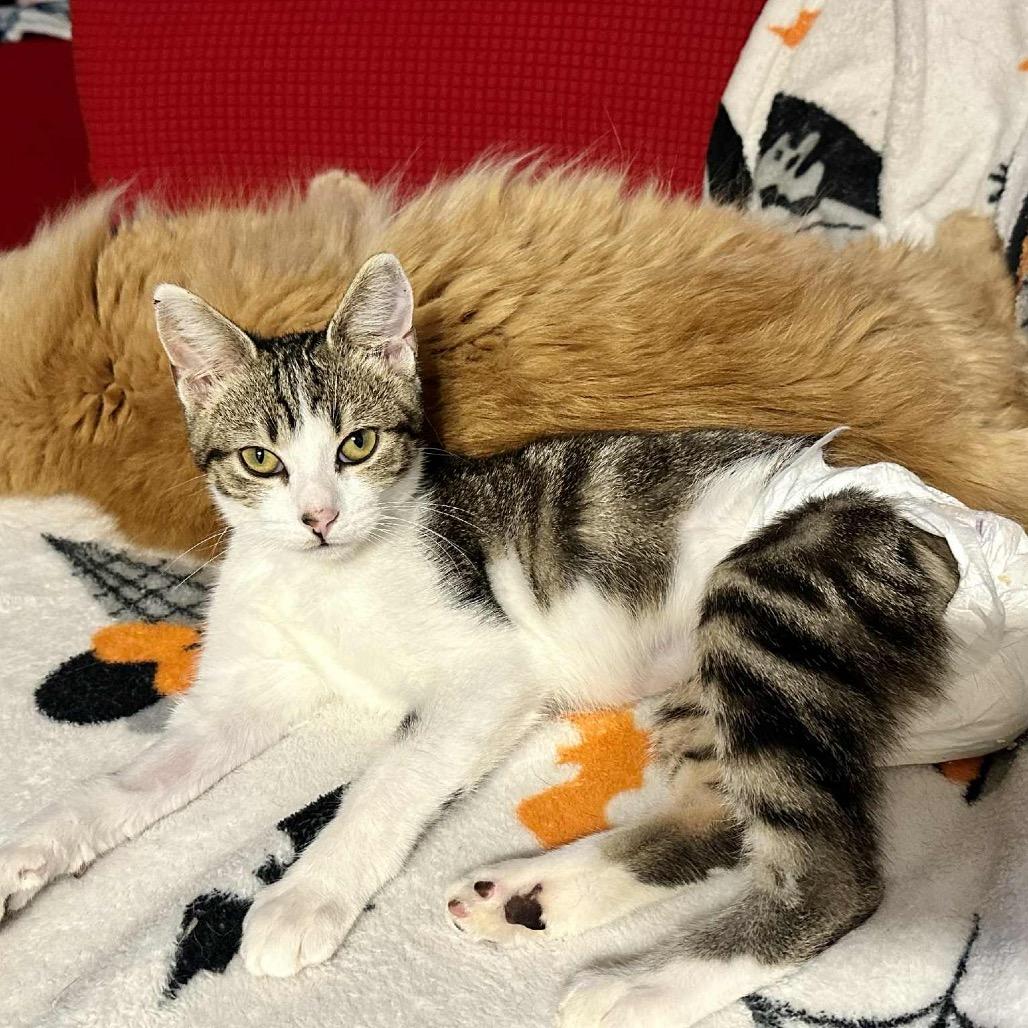 Enlarge Hope (diaper baby), a Adoptable Domestic Short Hair in Sun Prairie , WI image 2/6