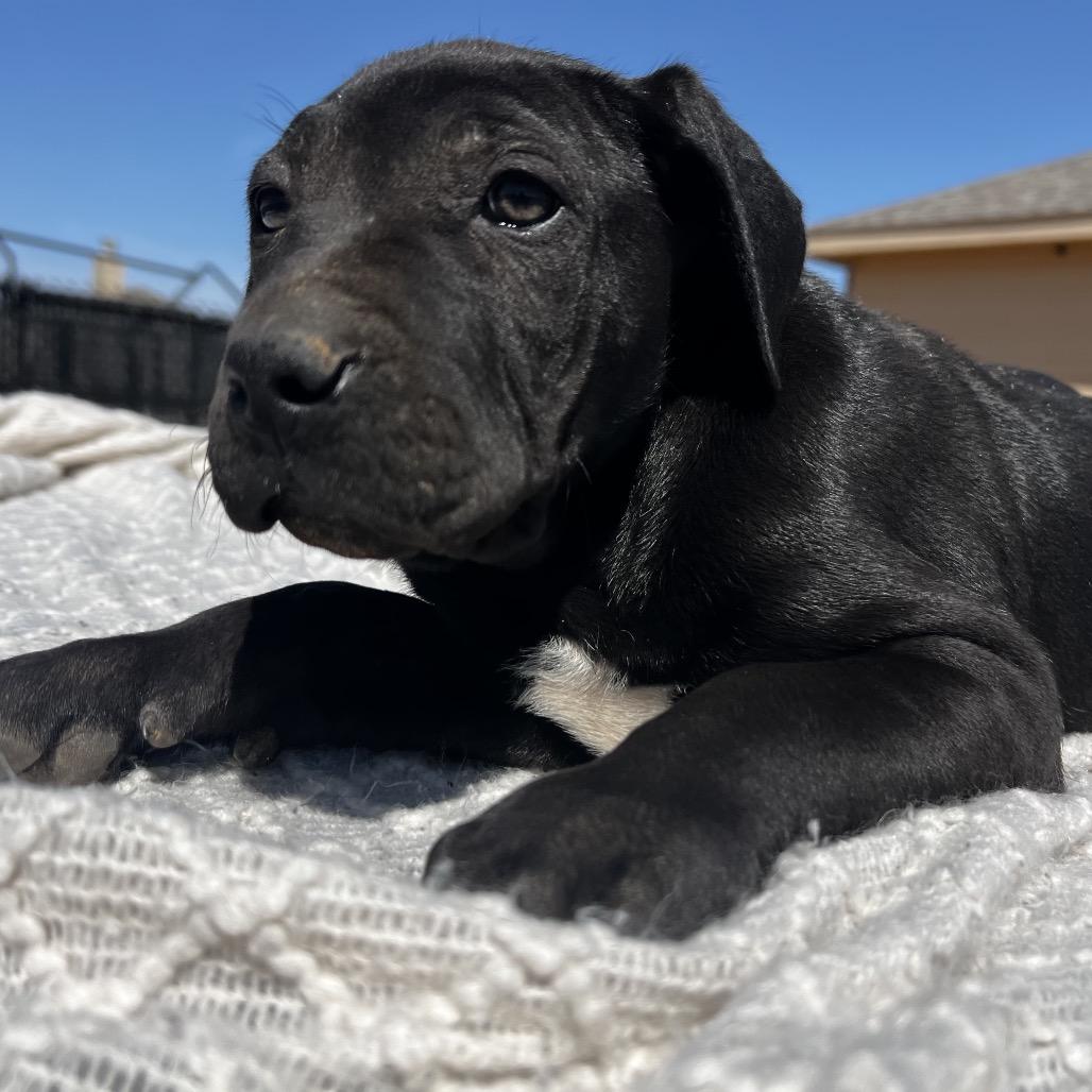 Bagheera, Adoptable, Young Male Belgian Shepherd / Malinois & Pit Bull Terrier.