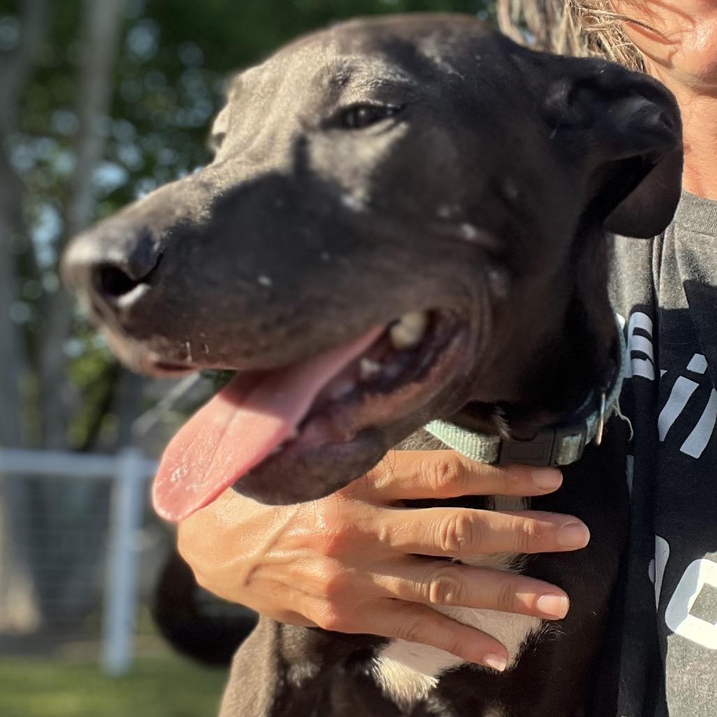 Bagheera, a Adoptable mixed breed in Aledo, TX image 3/6