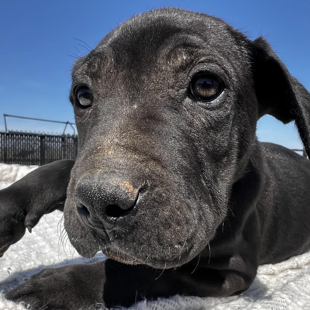 Bagheera, a Adoptable mixed breed in Aledo, TX image 4/6