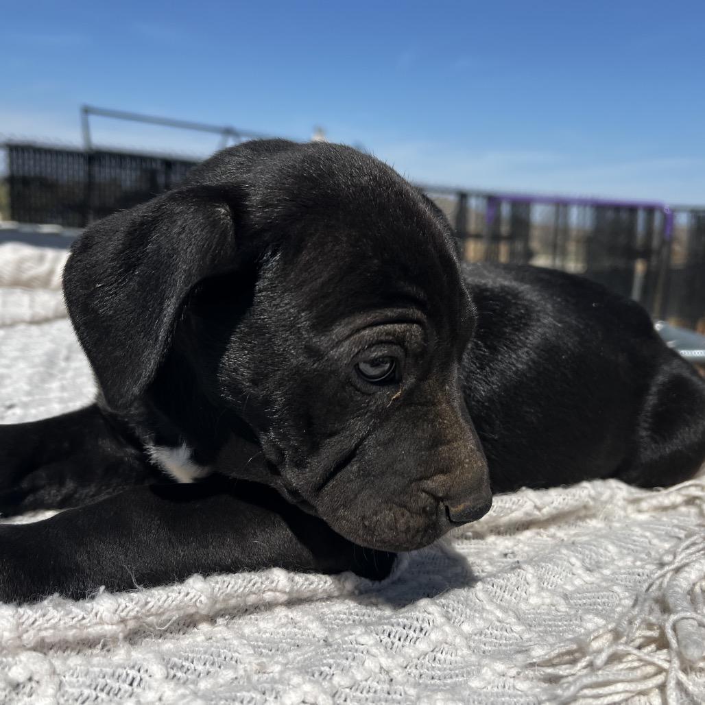 Bagheera, a Adoptable mixed breed in Aledo, TX image 5/6