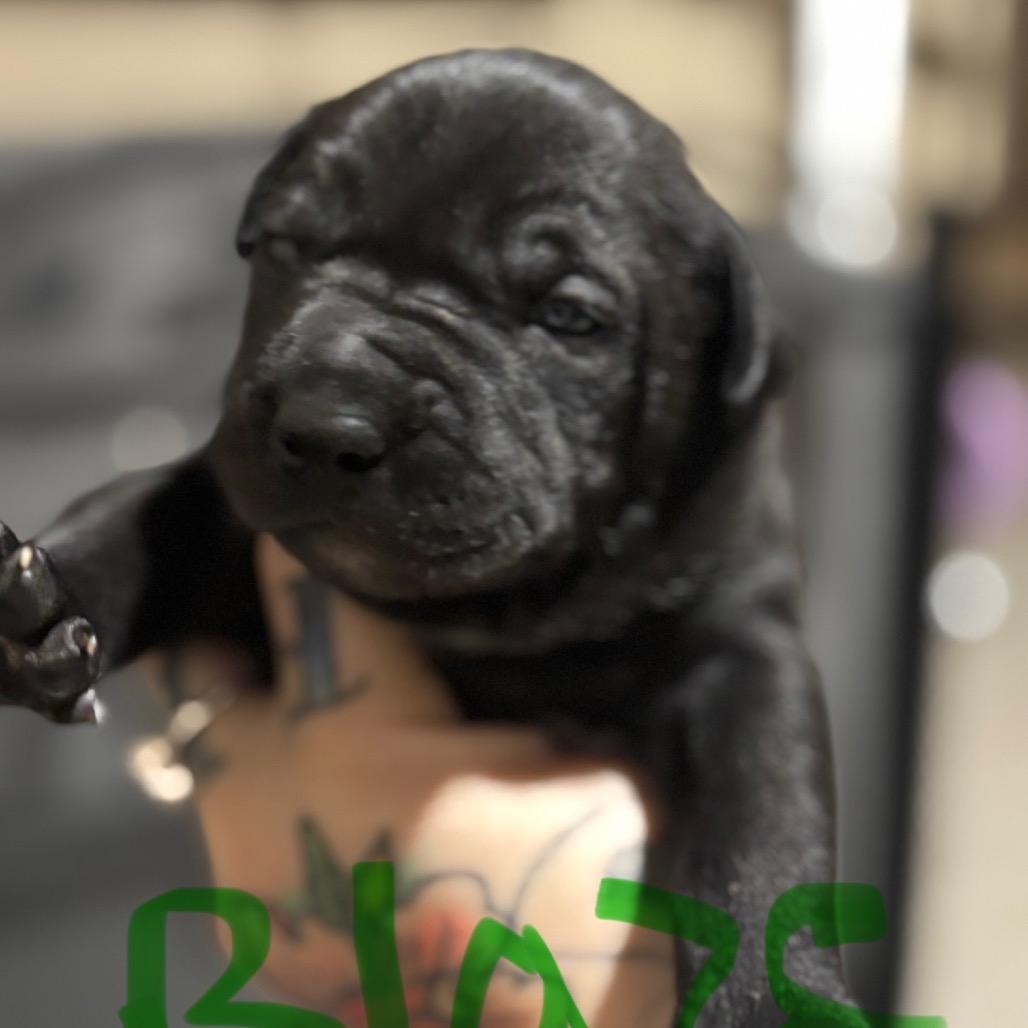 Bagheera, a Adoptable mixed breed in Aledo, TX image 6/6