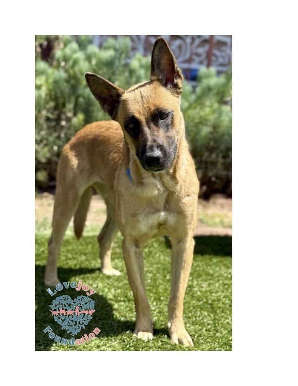 Sheeba RB is a 3 year old female Belgian Malinois who was found as a stray in Re