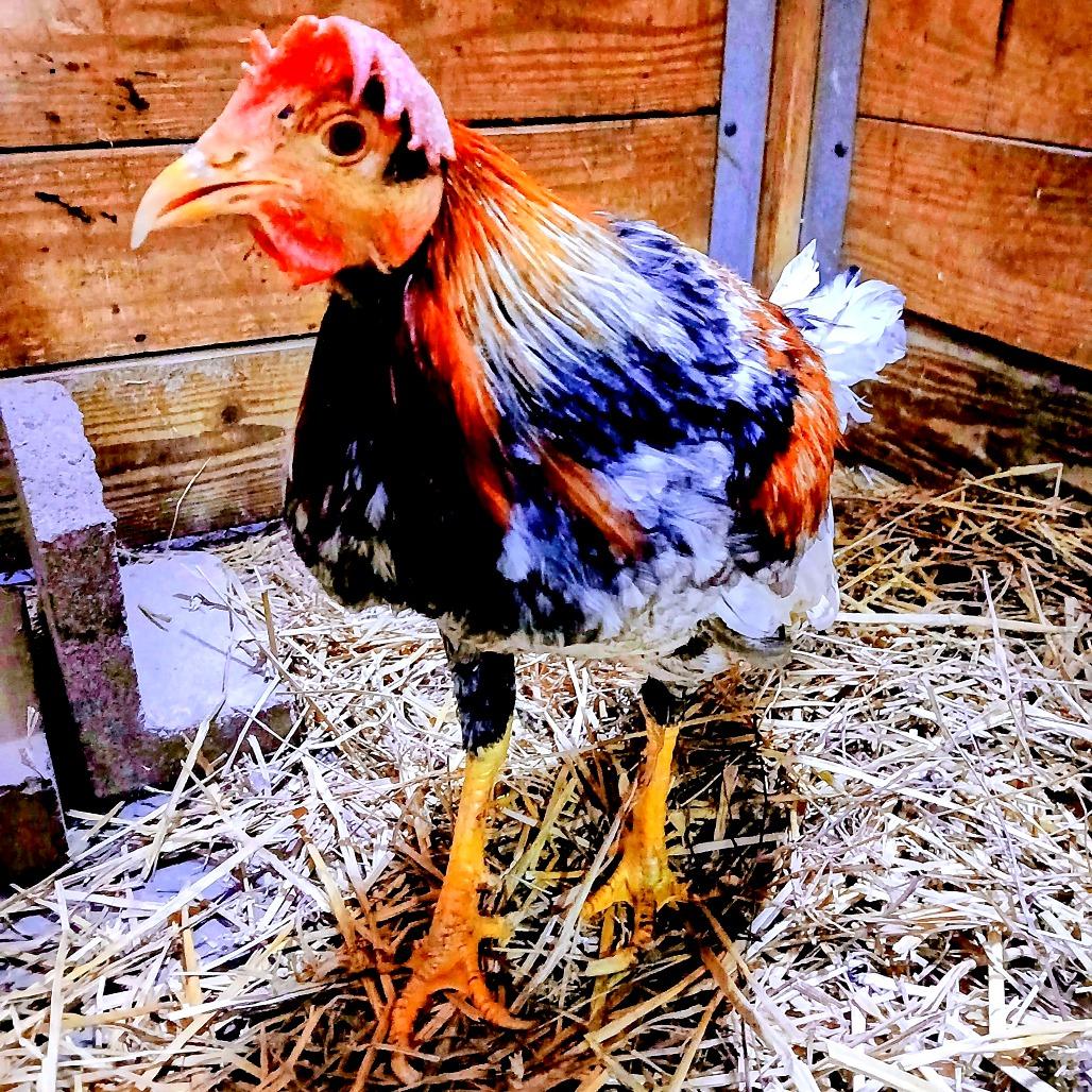 Enlarge Victor, a Adoptable Chicken in Fairport, NY image 2/4
