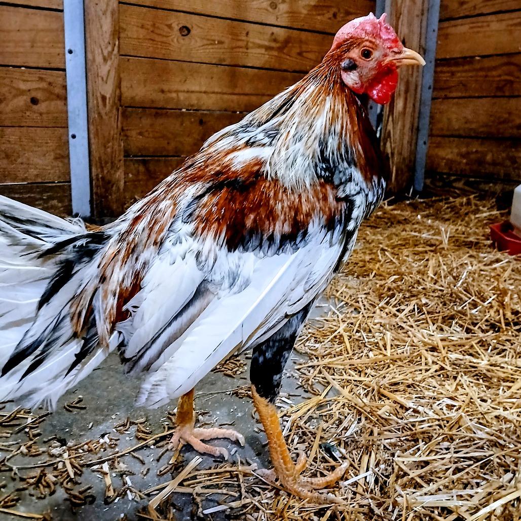 Enlarge Victor, a Adoptable Chicken in Fairport, NY image 3/4
