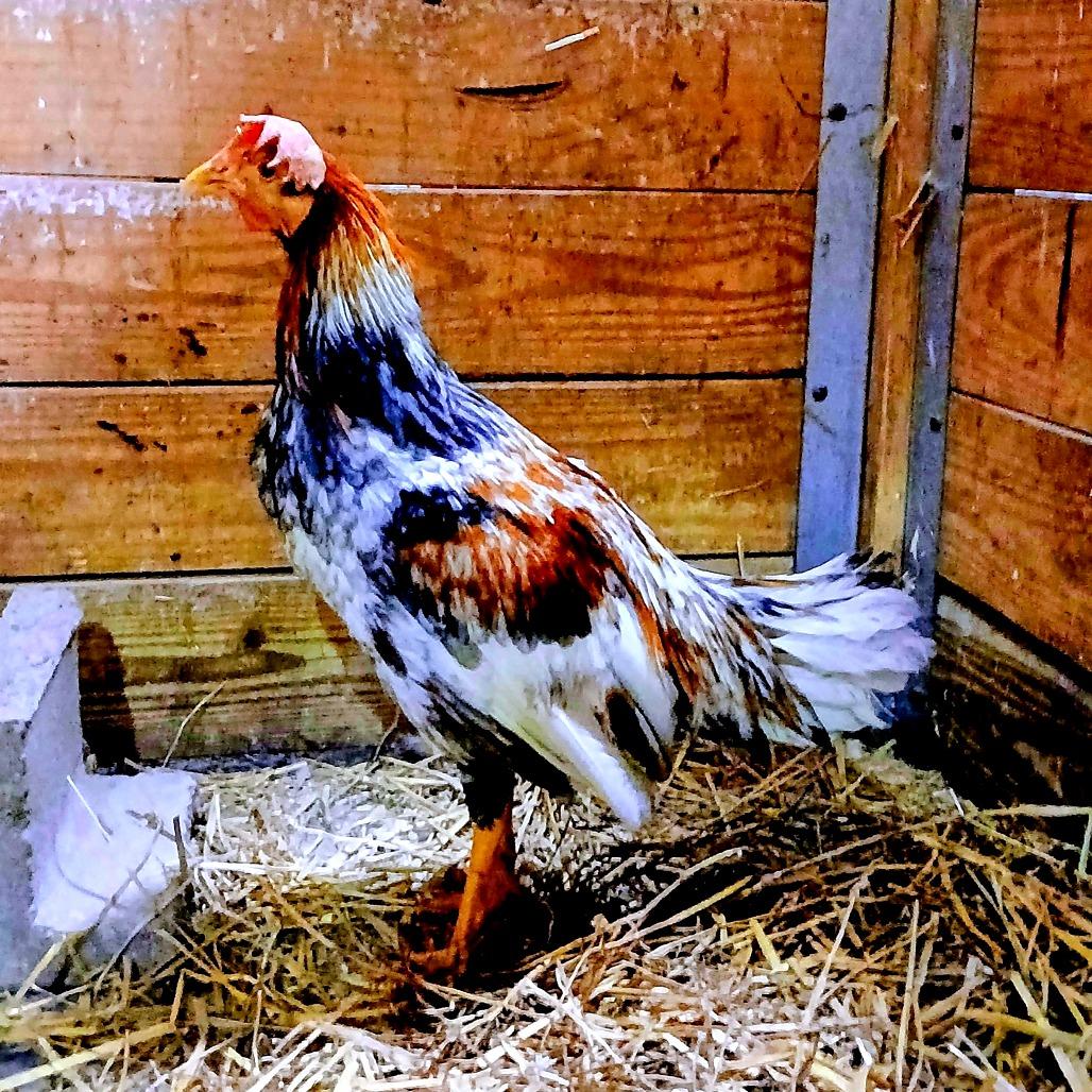Enlarge Victor, a Adoptable Chicken in Fairport, NY image 4/4