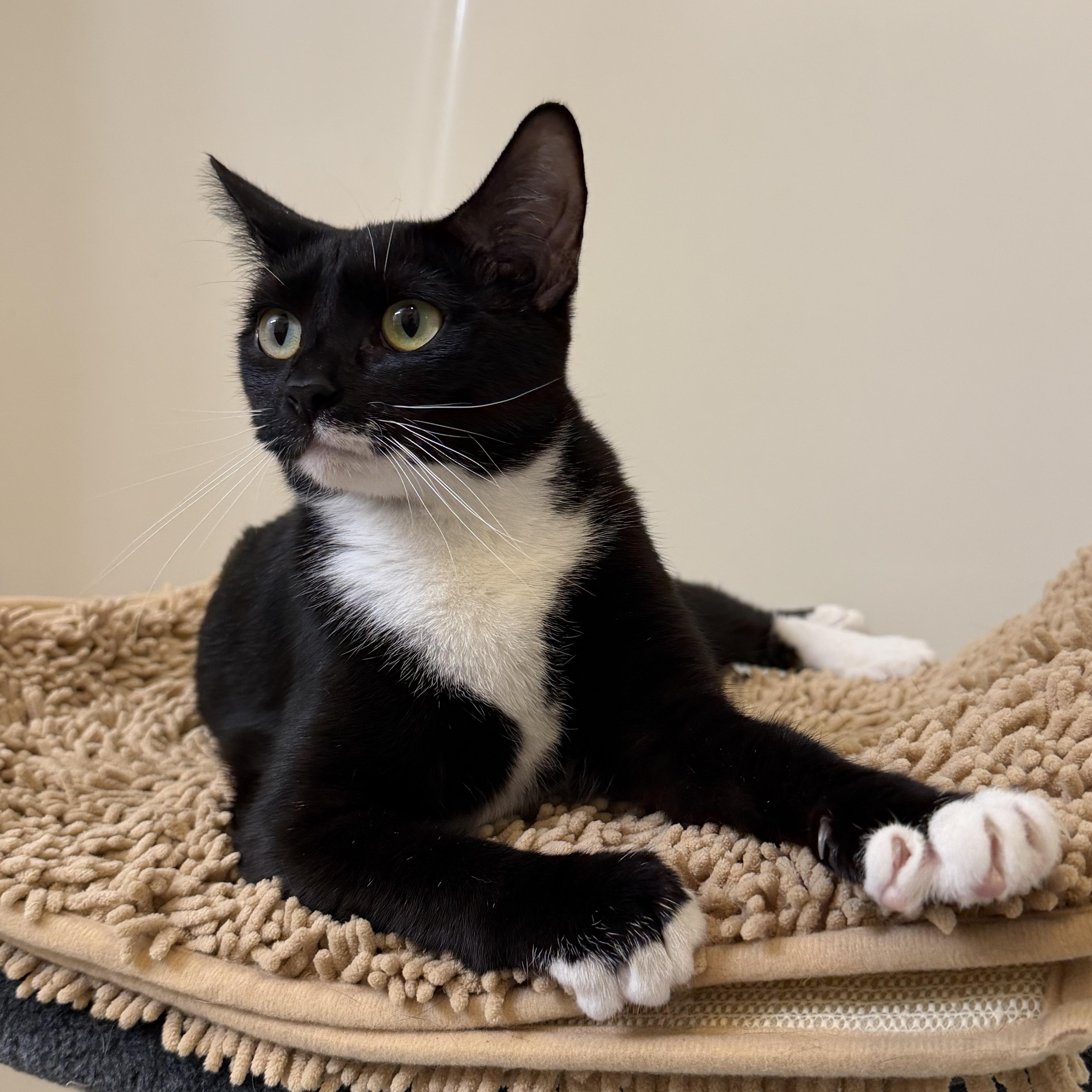 Enlarge Milo & Angela, a ADOPTABLE American Shorthair in Frederick, MD image 5/6