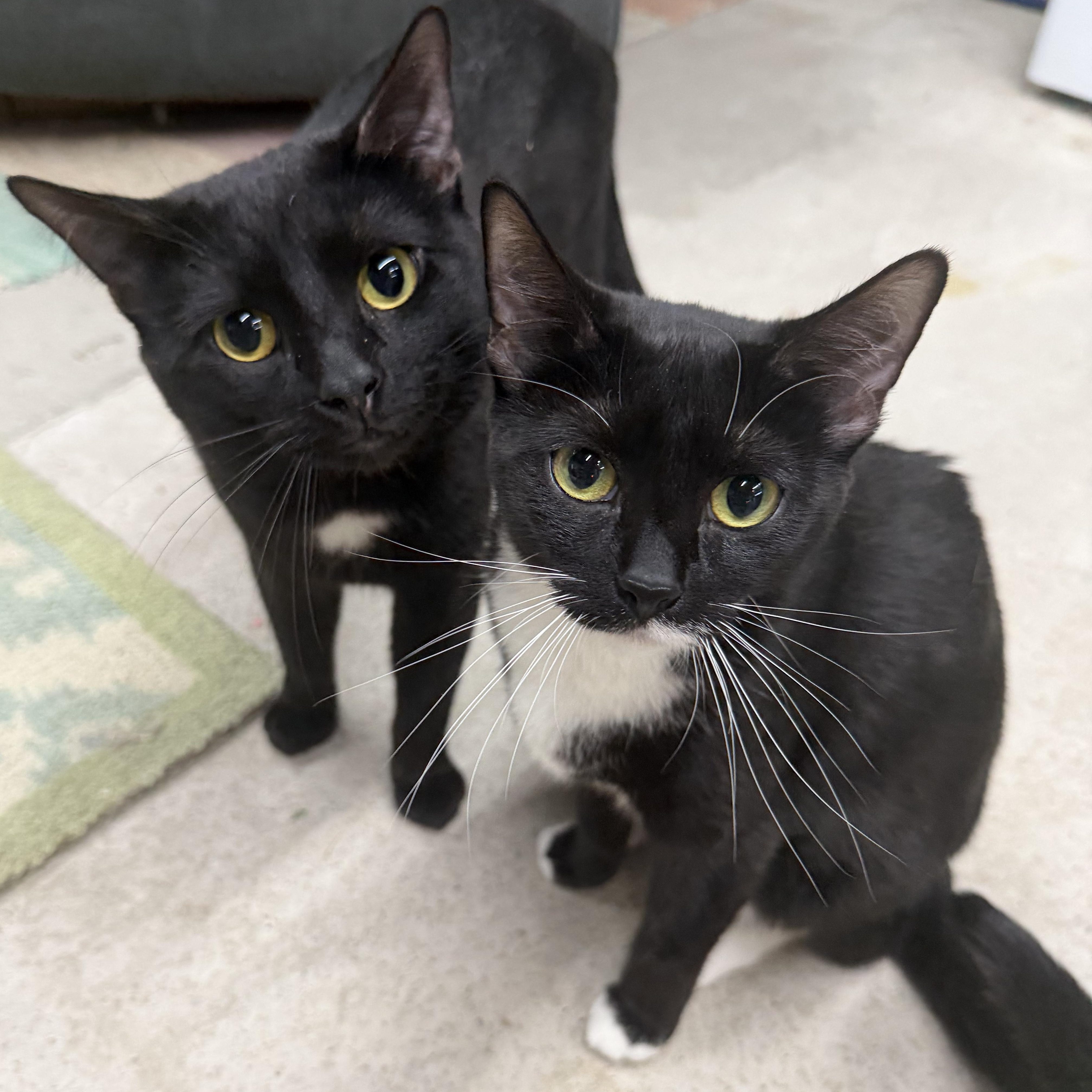 Enlarge Milo & Angela, a ADOPTABLE American Shorthair in Frederick, MD image 1/6