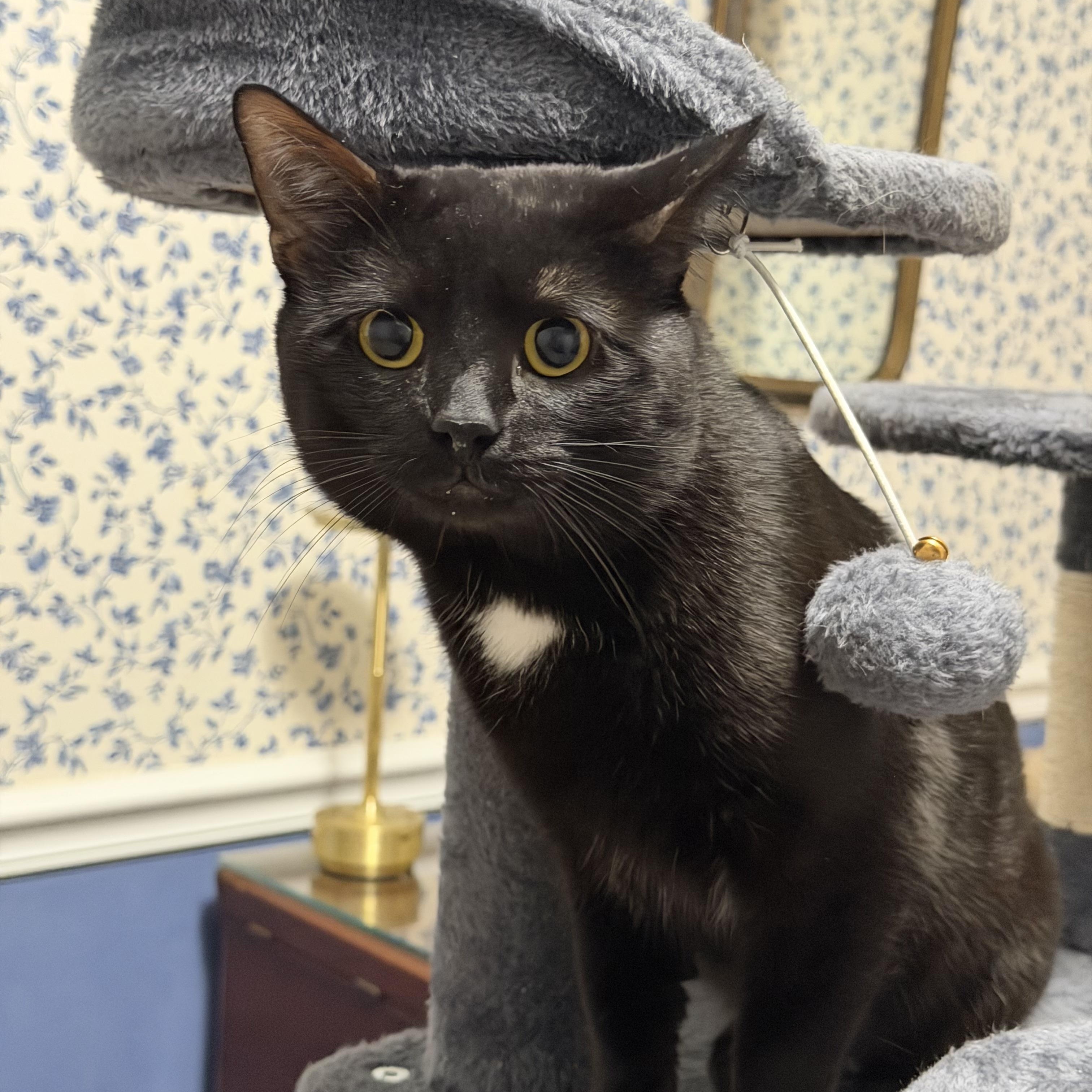Enlarge Milo, a ADOPTABLE American Shorthair in Frederick, MD image 2/6