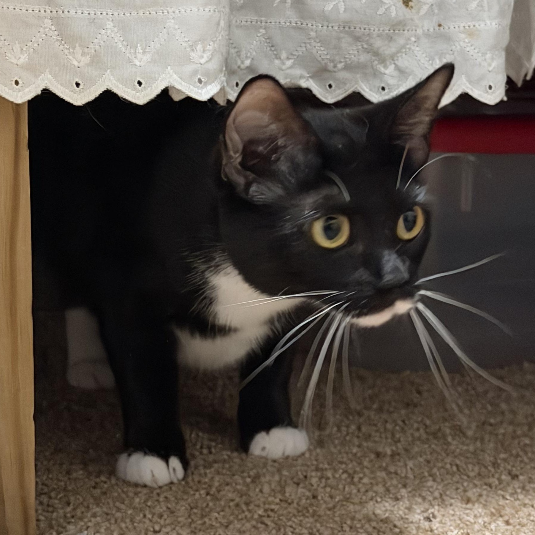 Enlarge Milo & Angela, a ADOPTABLE American Shorthair in Frederick, MD image 3/6