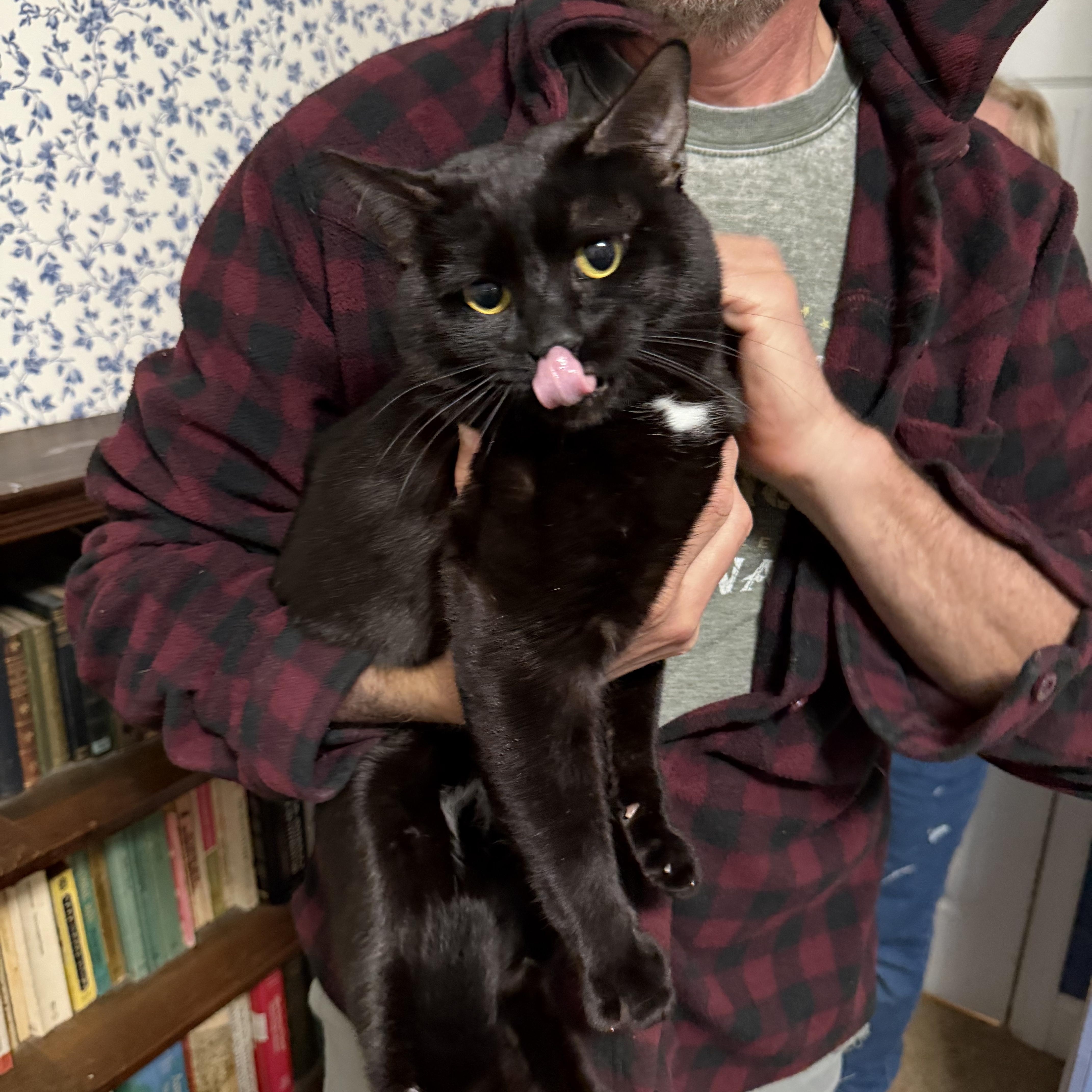 Enlarge Milo, a ADOPTABLE American Shorthair in Frederick, MD image 3/6