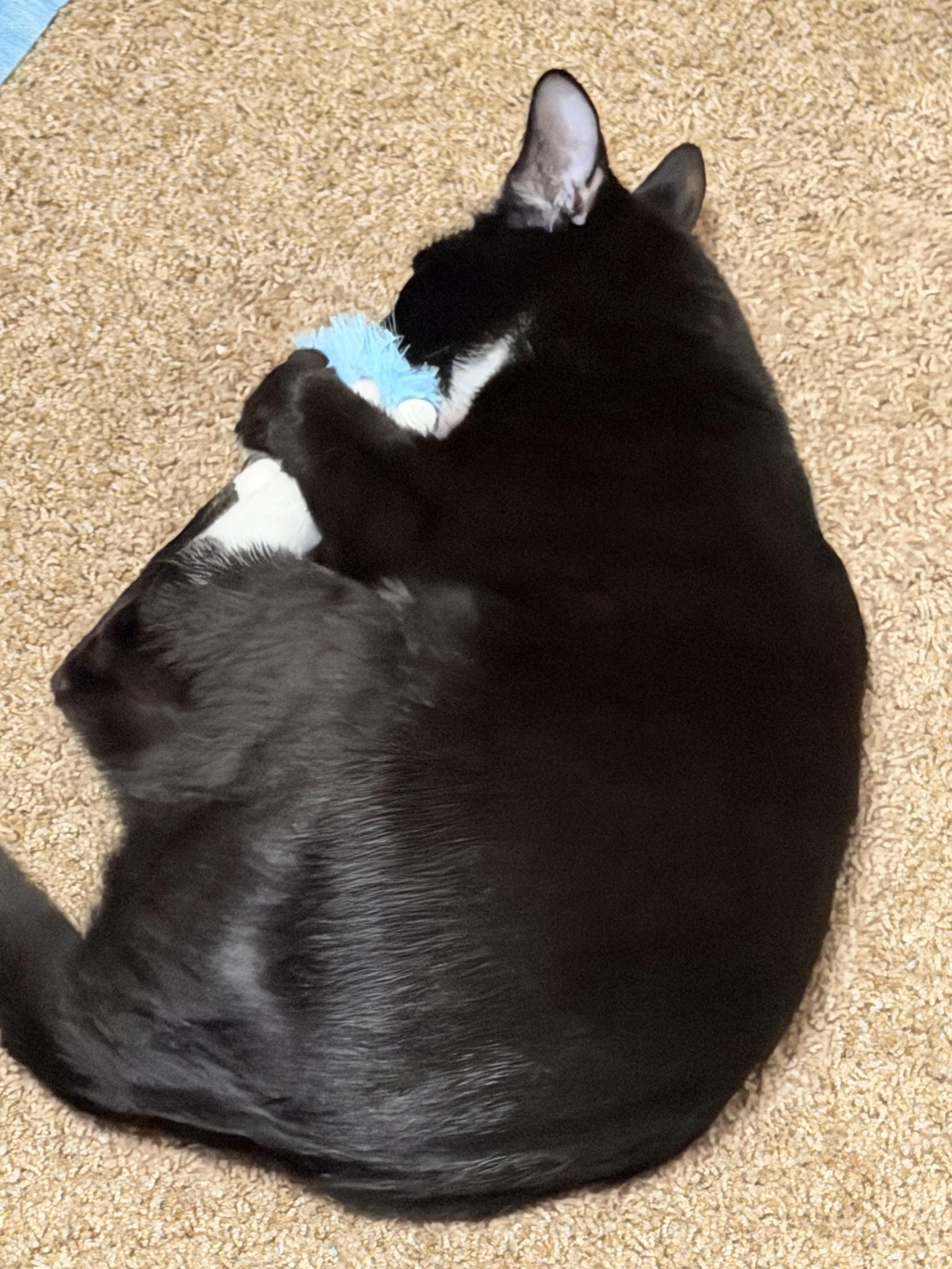 Enlarge Milo, a ADOPTABLE American Shorthair in Frederick, MD image 5/6