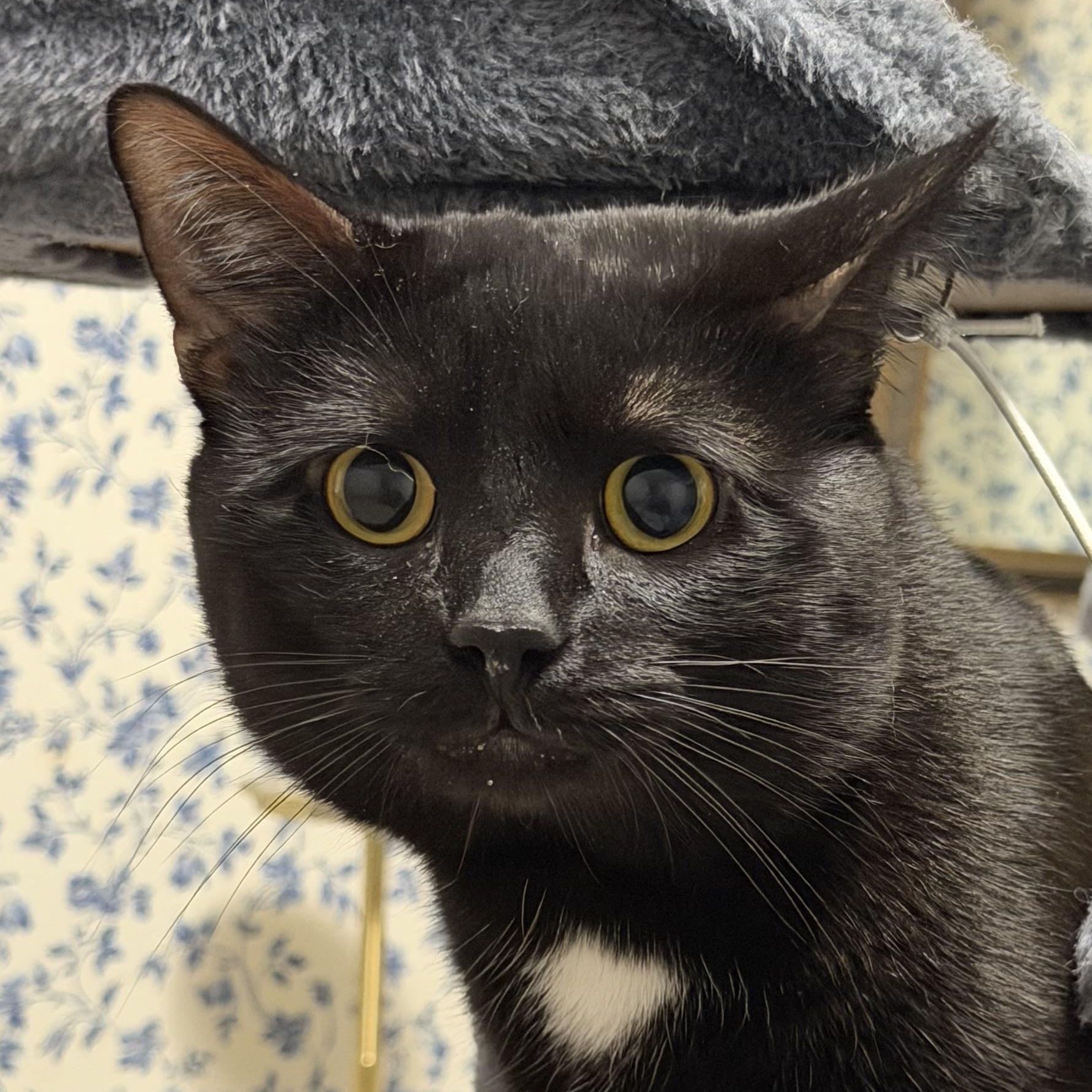 Enlarge Milo, a ADOPTABLE American Shorthair in Frederick, MD image 1/6