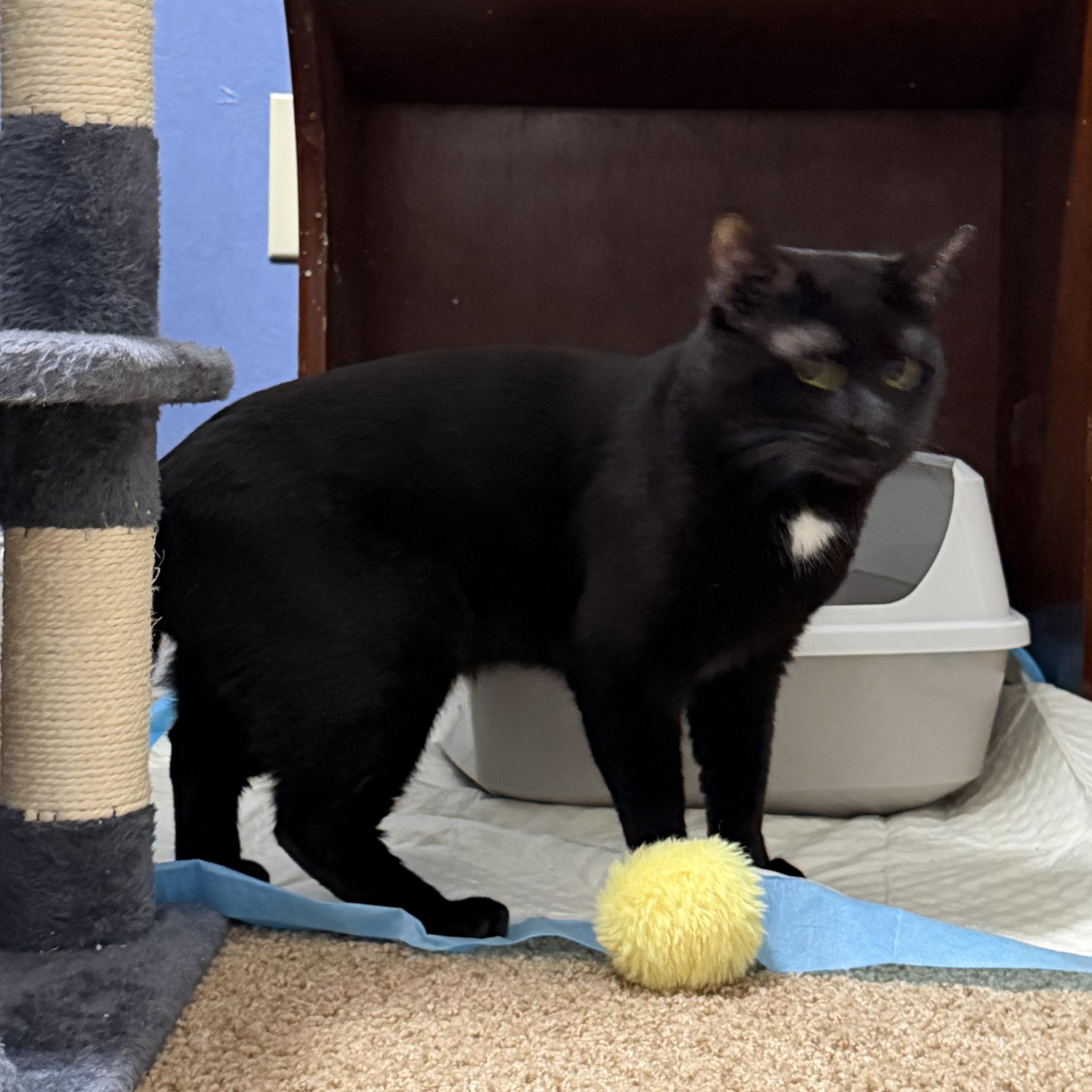 Enlarge Milo, a ADOPTABLE American Shorthair in Frederick, MD image 4/6