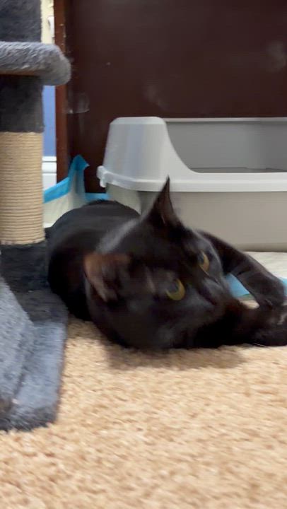 Enlarge Milo, a ADOPTABLE American Shorthair in Frederick, MD video 6/6