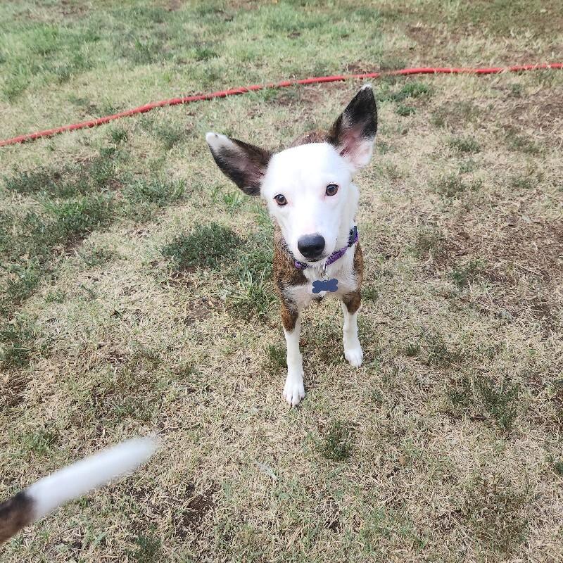 Enlarge HARLEY BATMAN, a Adoptable mixed breed in lawton, OK image 2/5