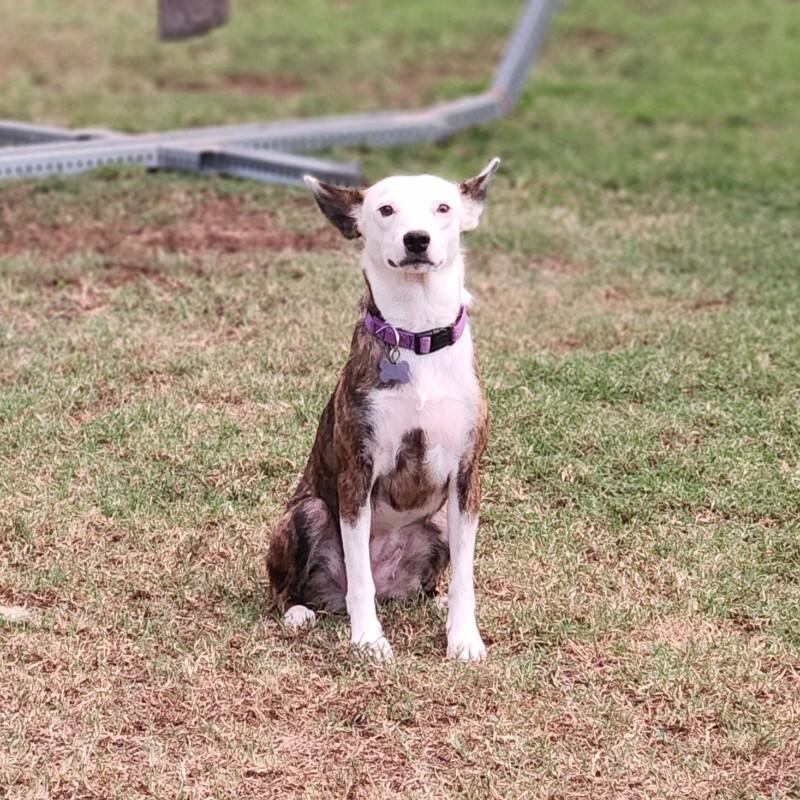 Enlarge HARLEY BATMAN, a Adoptable mixed breed in lawton, OK image 4/6