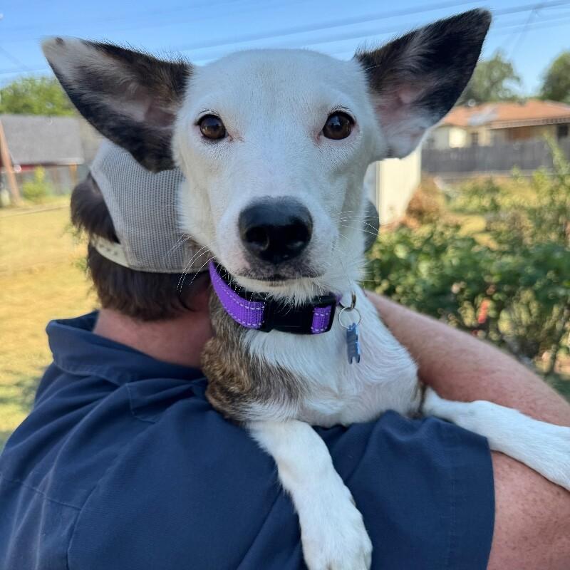 HARLEY BATMAN, a Adoptable mixed breed in lawton, OK image 3/4